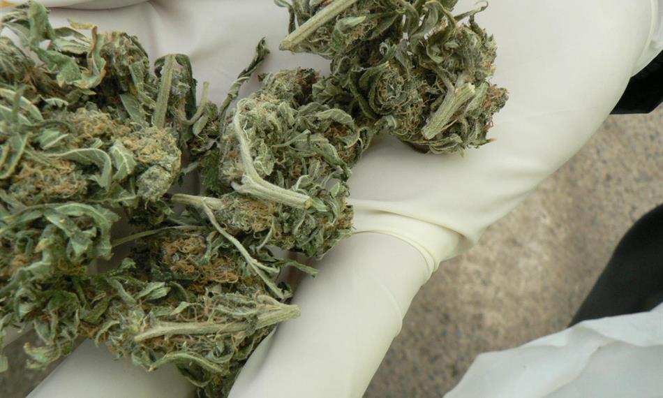 2013-3-26-1331marihuana 2.JPG